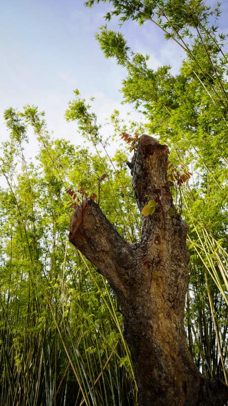 竹林中的老树桩图片