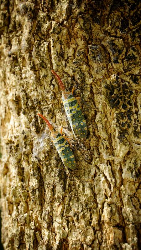 树皮上的斑点虫图片