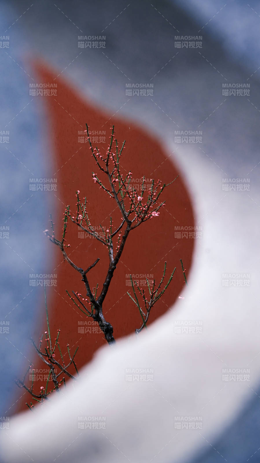 梅影映红墙图片