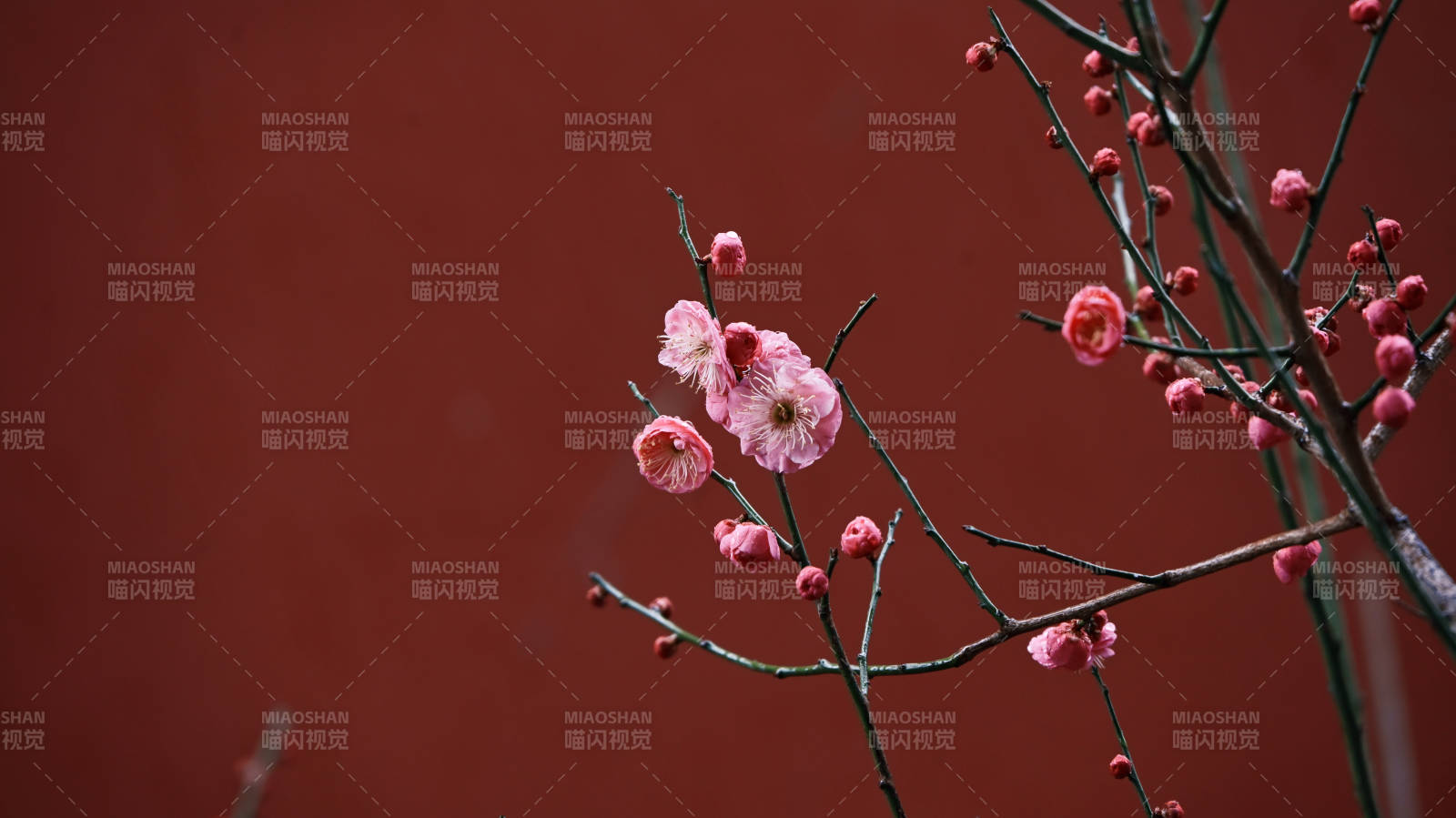 红墙映梅枝图片