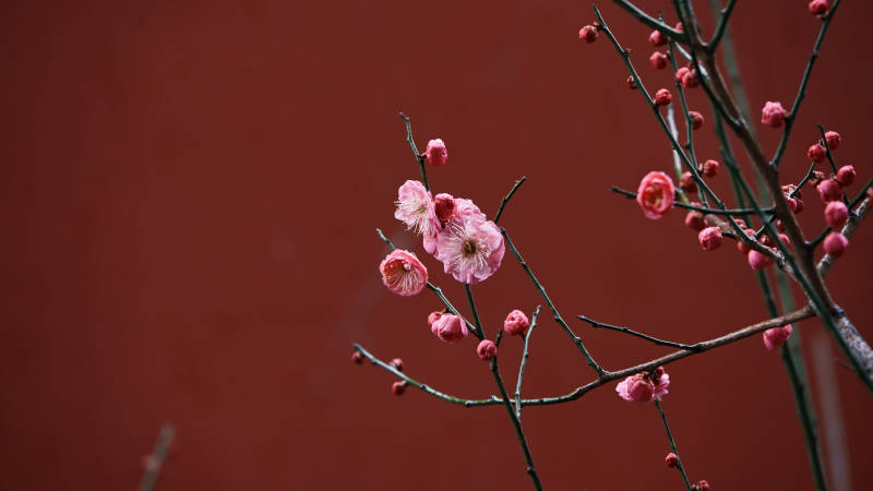 红墙映梅枝图片