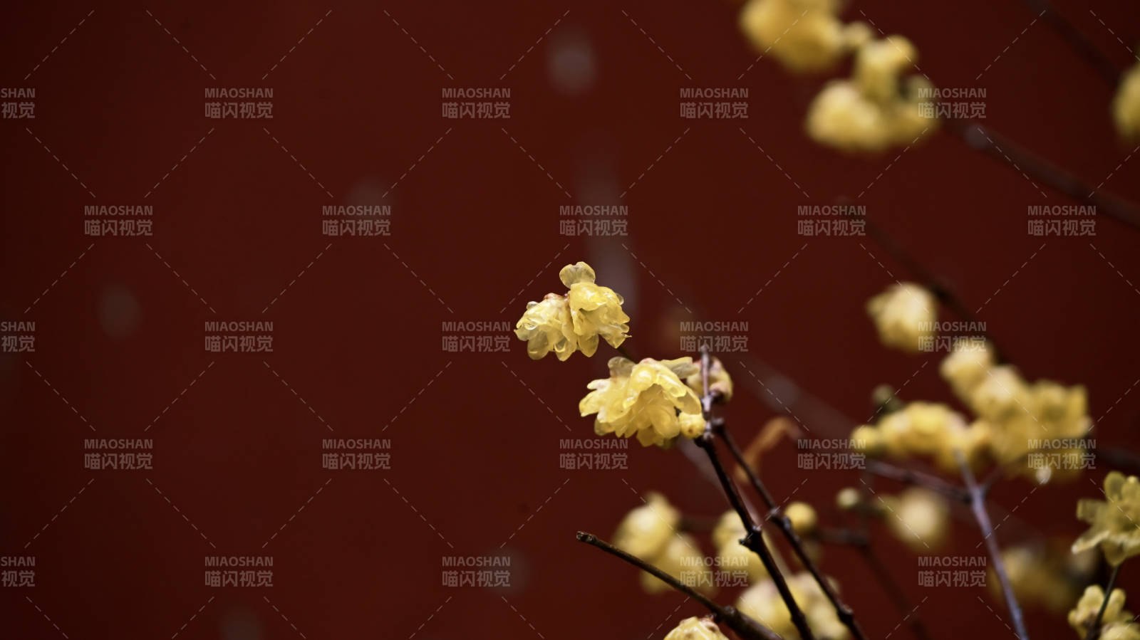 黄花枝头春意浓图片