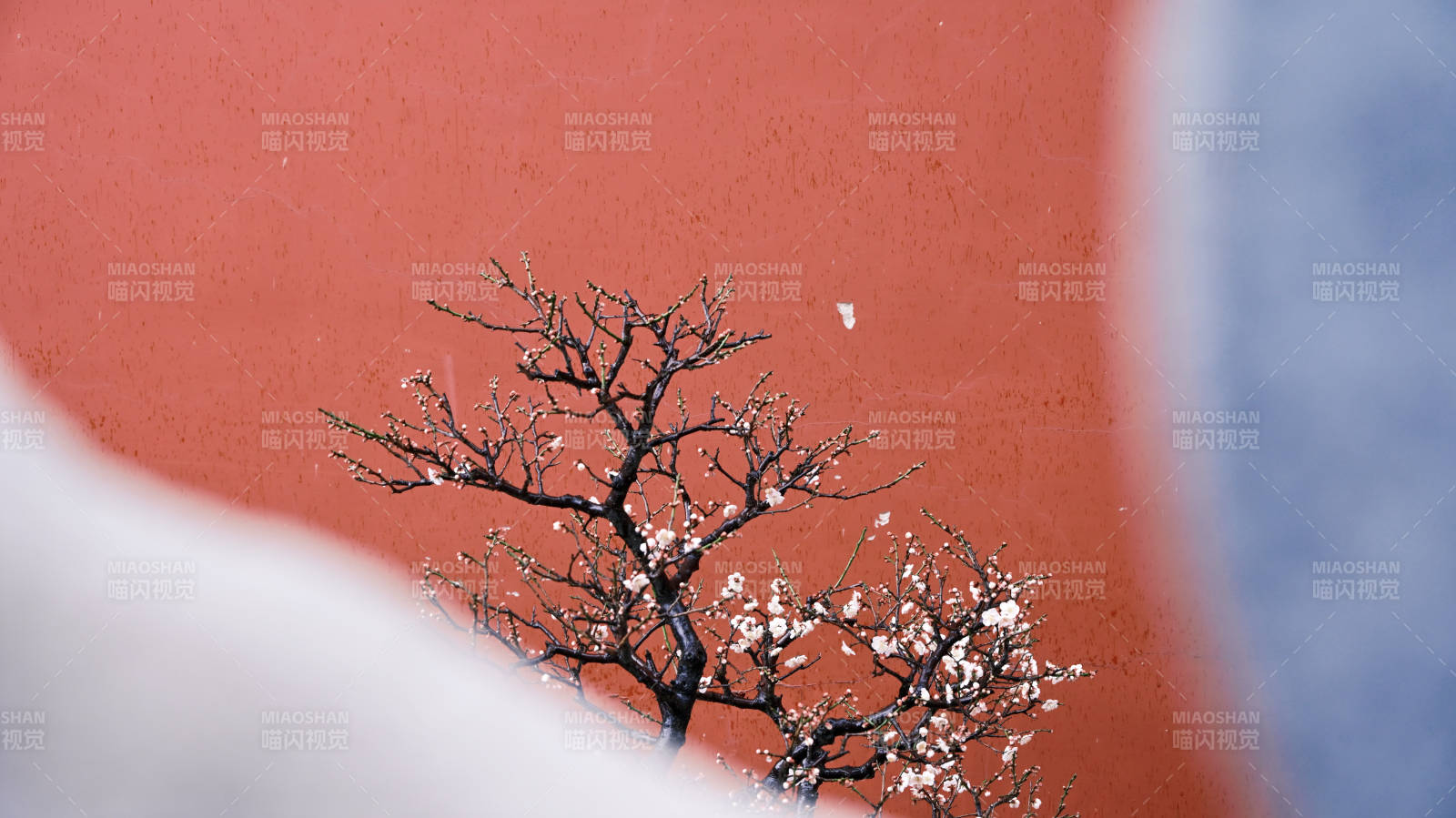 红墙映梅枝图片