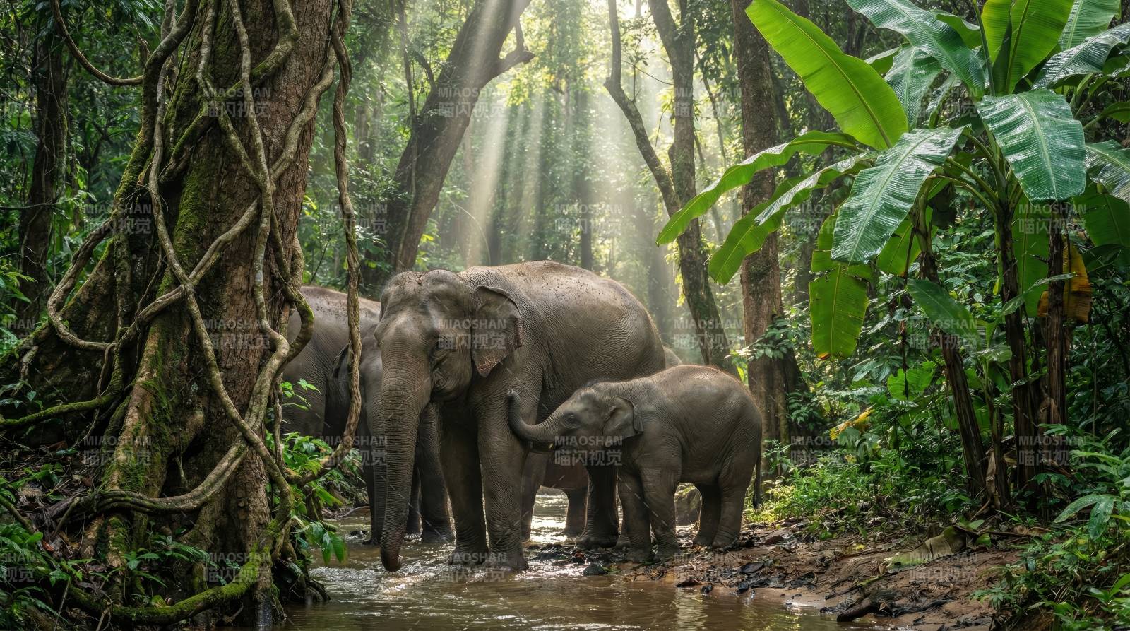 丛林象群沐浴晨光图片