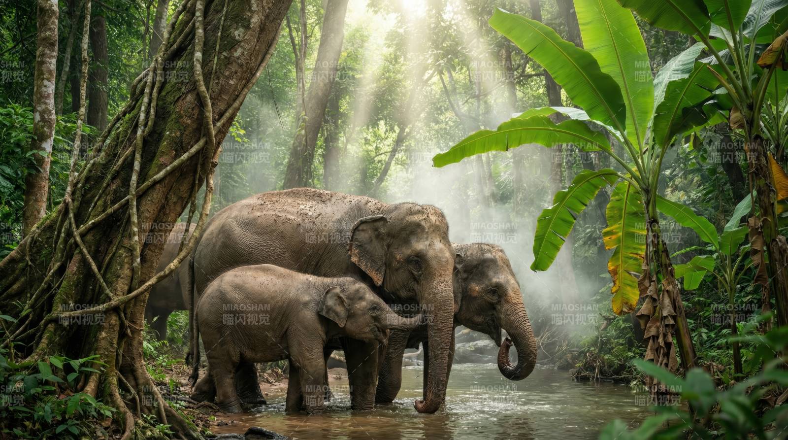 丛林象群沐浴晨光图片