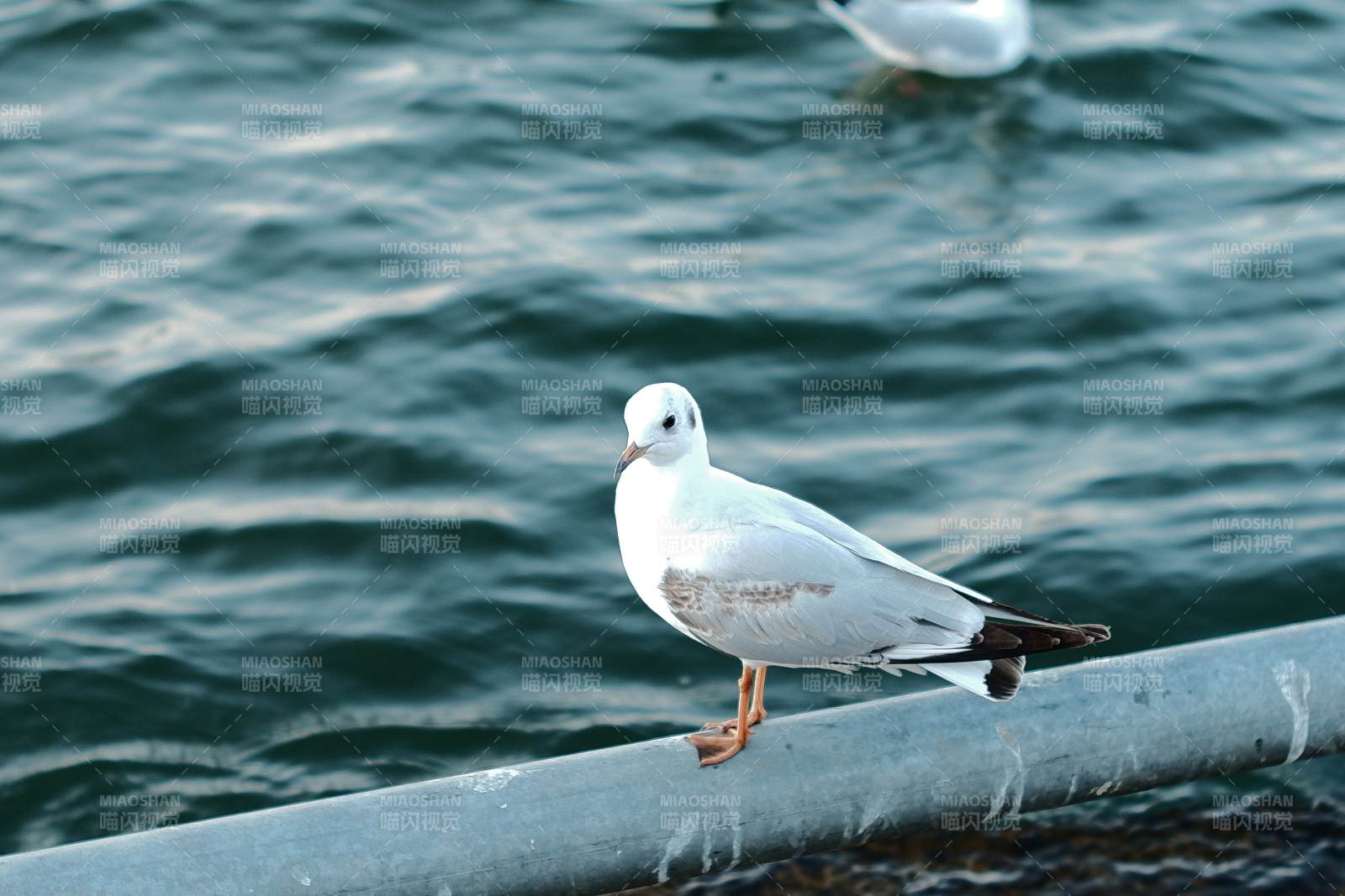 海鸥栖息栏杆上图片