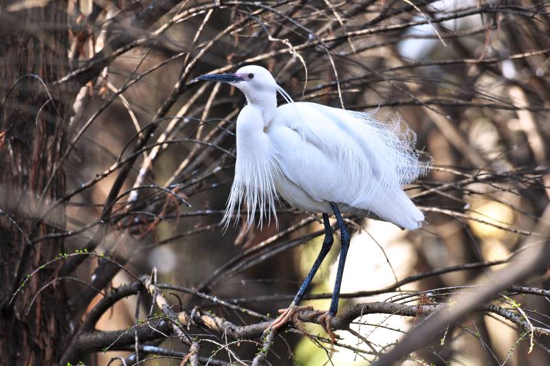 白鹭栖枝头图片
