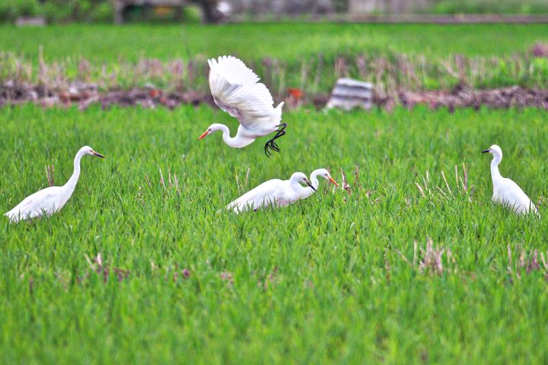 白鹭栖息绿野图片