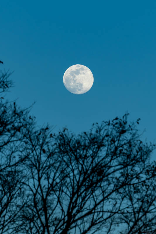 月挂枝头夜色清图片