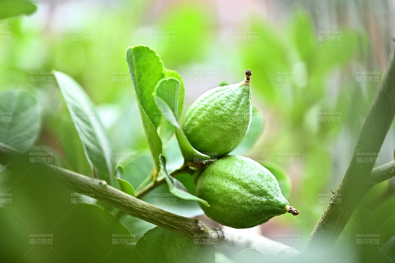 芳香气味果肉汁多的青柠檬果实特写图片