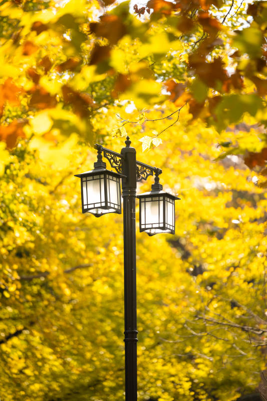 秋叶映灯影图片