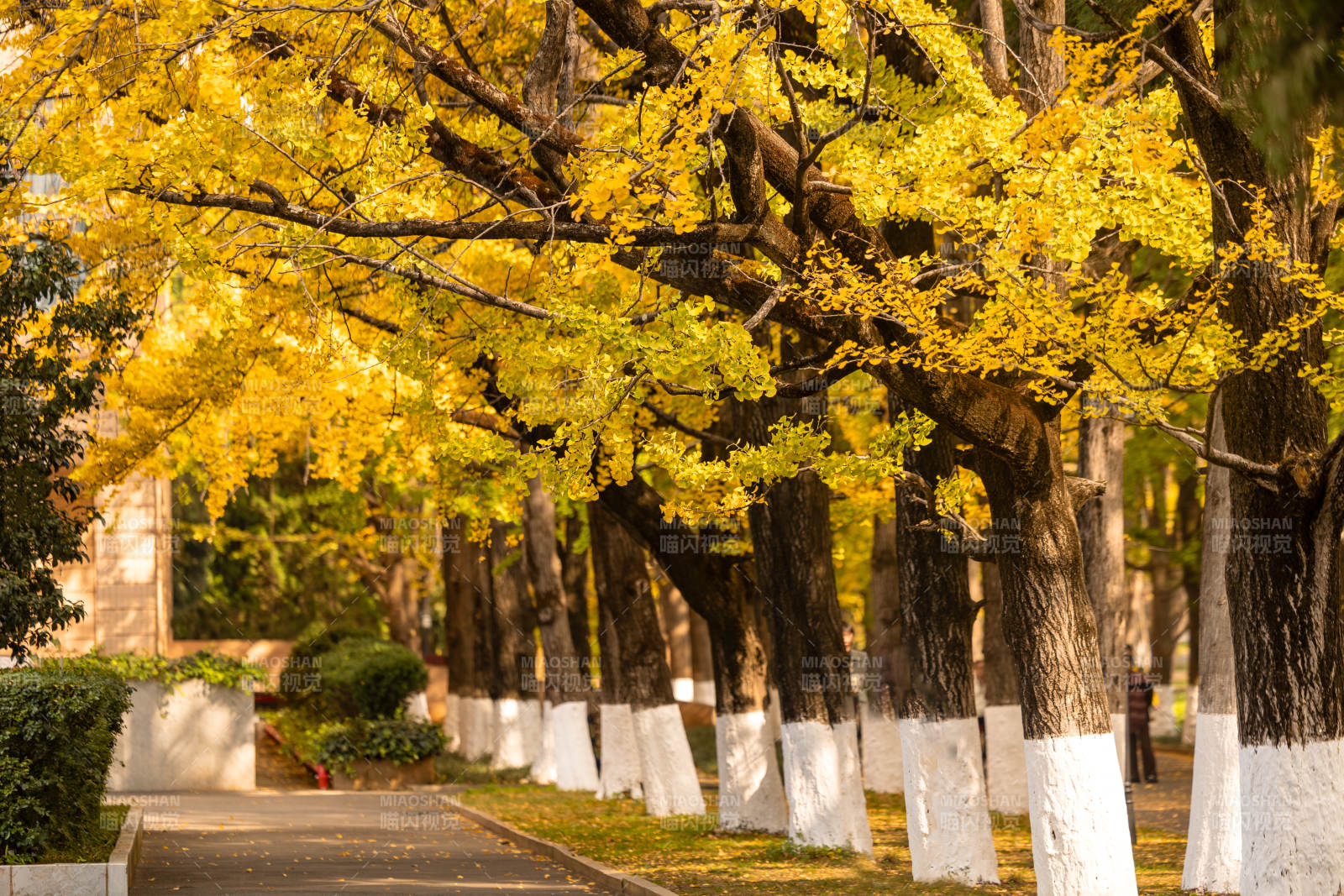 秋日林荫道图片