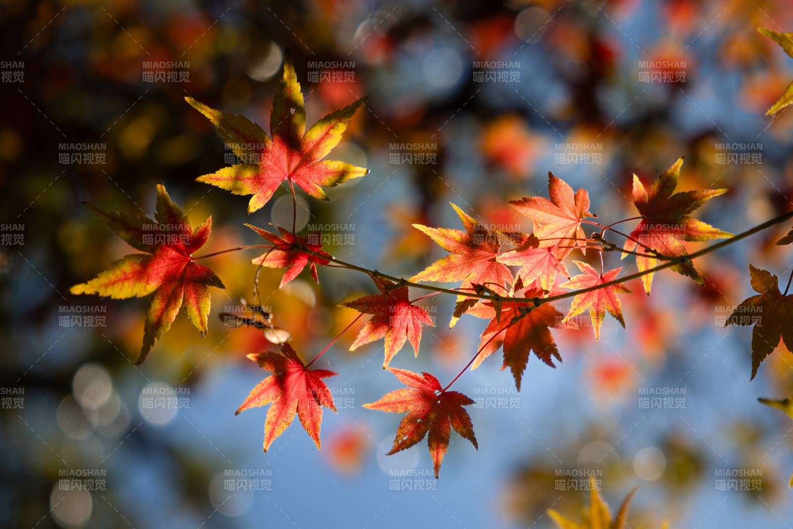 秋叶纷飞 色彩斑斓图片