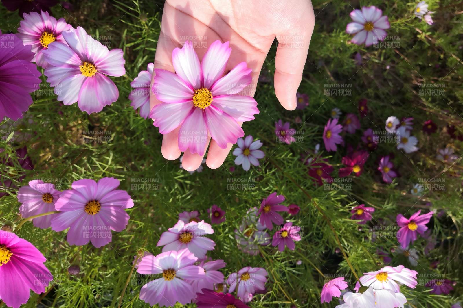 手捧格桑花图片