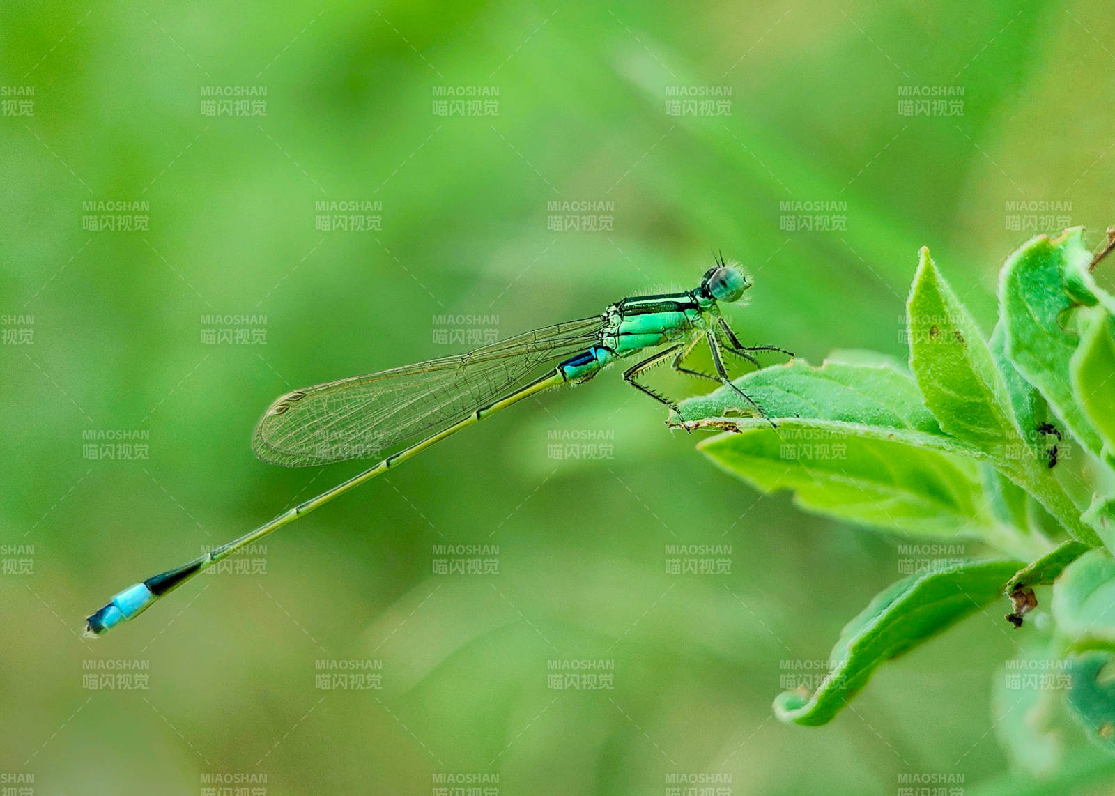 蓝尾蜻蜓栖叶上图片