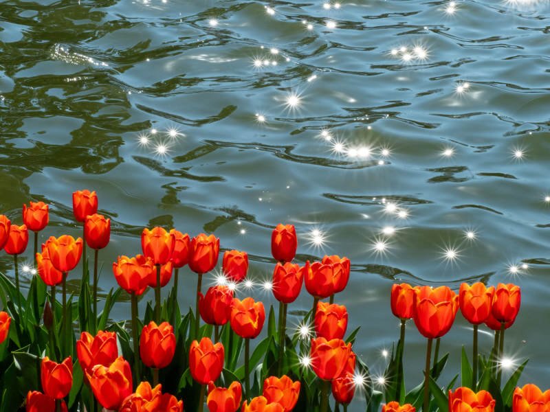 湖畔红郁金香图片