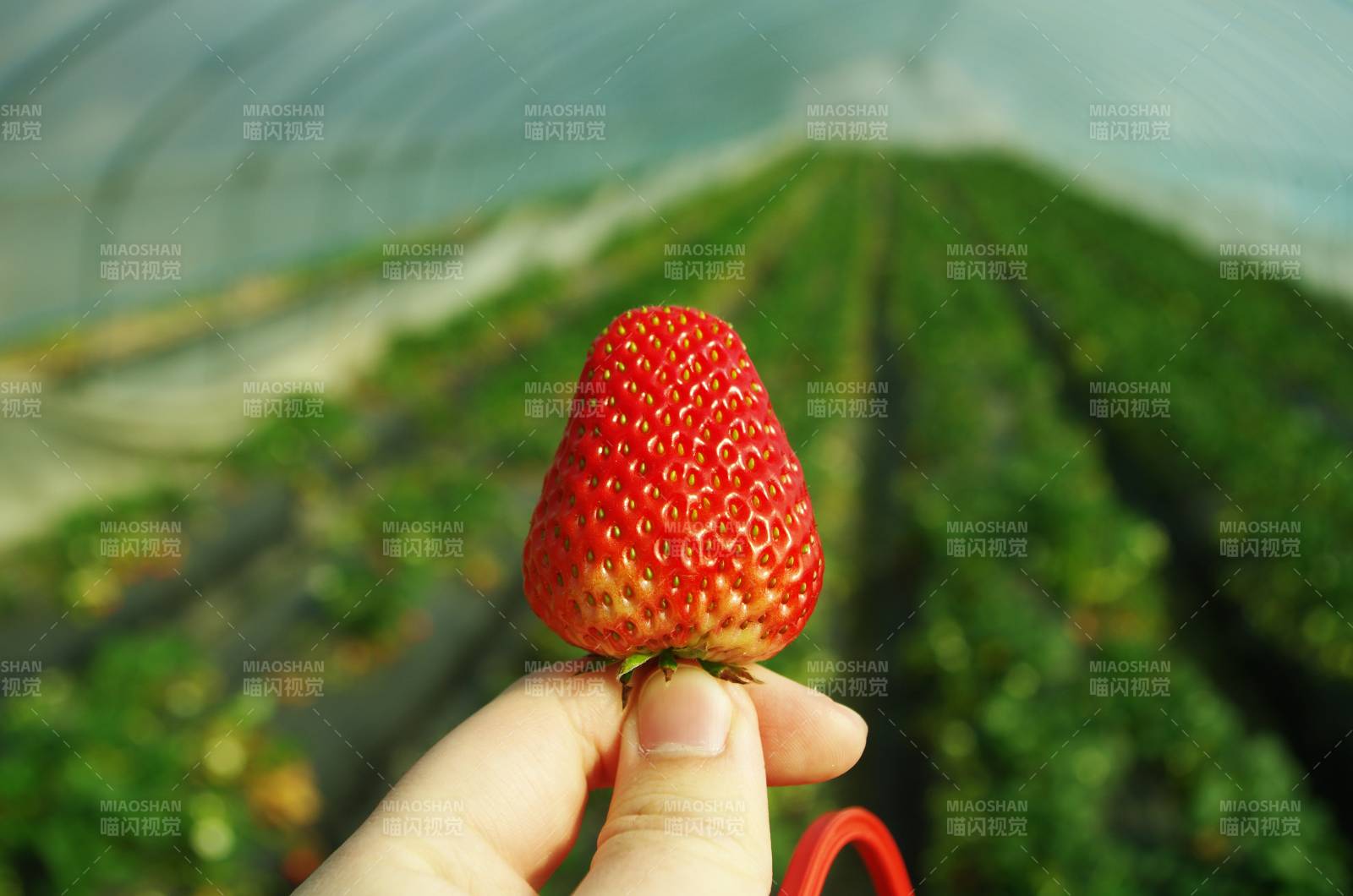 手握鲜红草莓图片