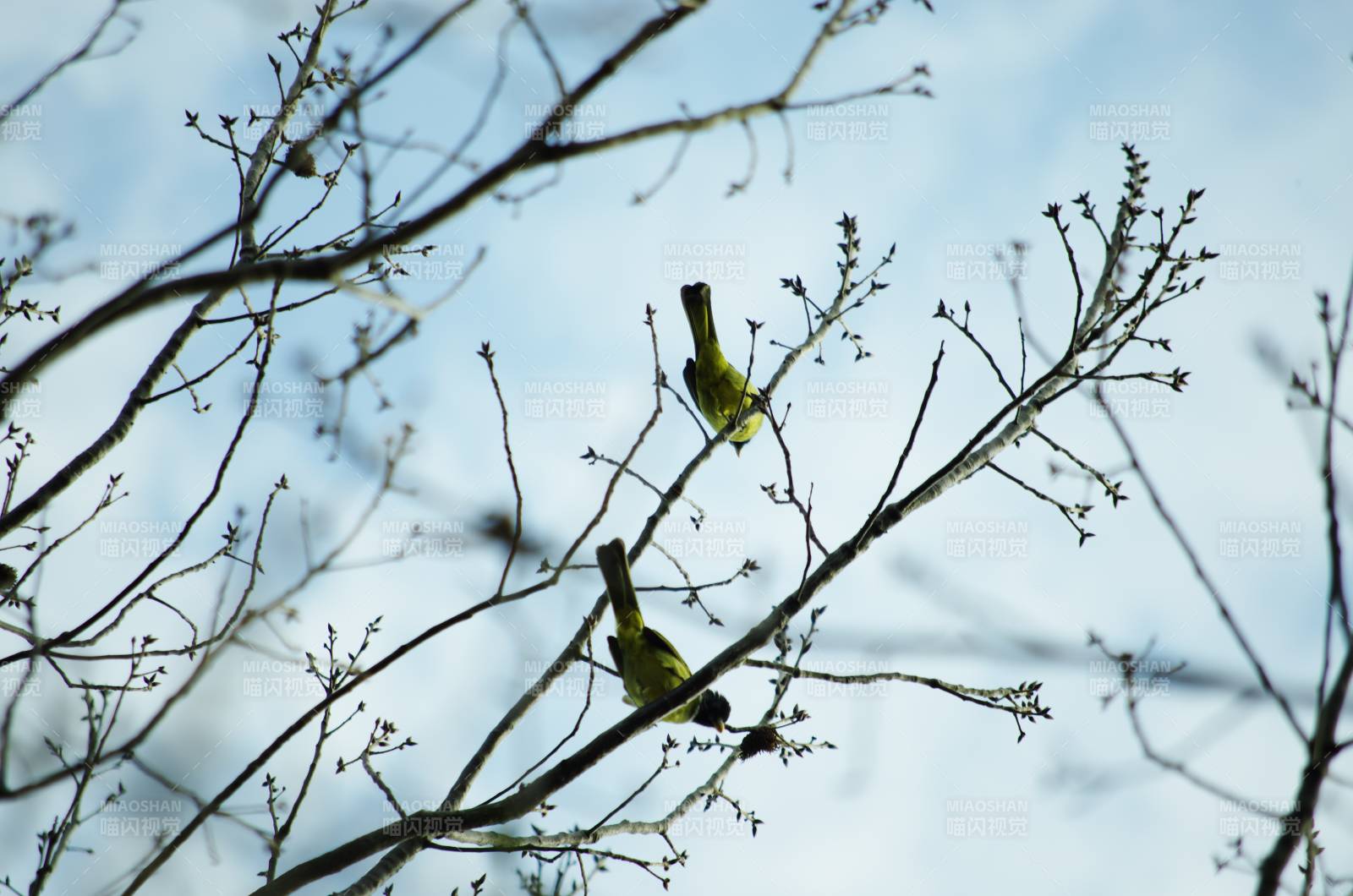 枝头双鸟栖息图片