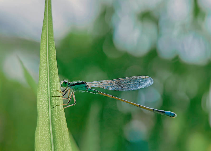 蜻蜓栖叶尖图片