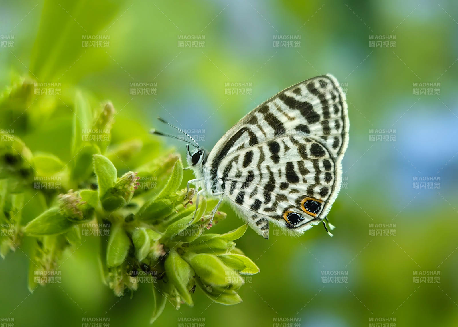 斑蝶栖绿叶图片