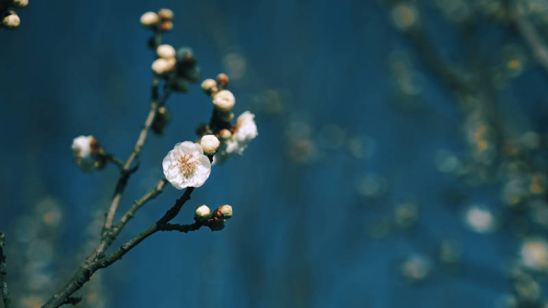 梅花绽放枝头图片