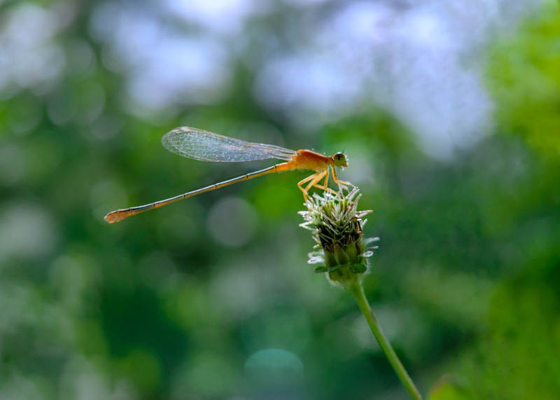 蜻蜓栖花尖图片
