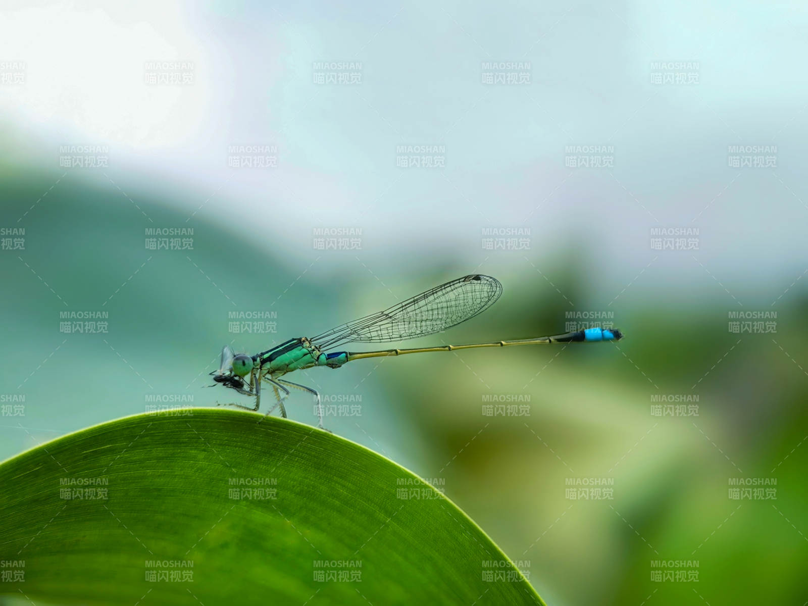 蓝尾蜻蜓栖叶尖图片