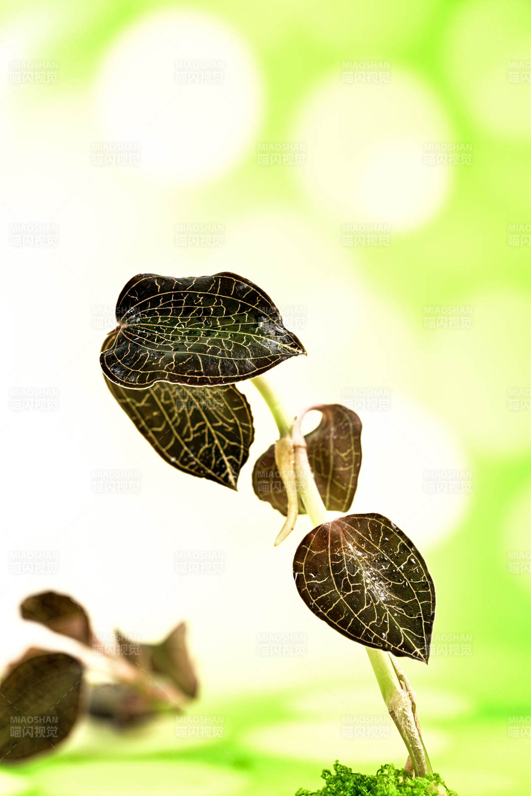 珍稀草本植物金线莲特写图片