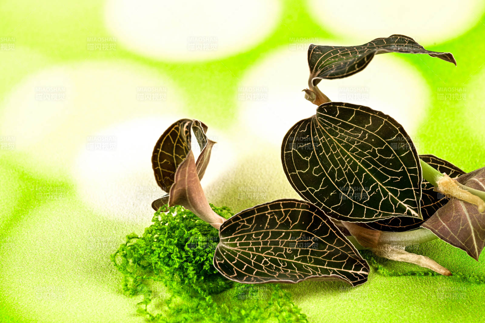 珍稀草本植物金线莲特写图片