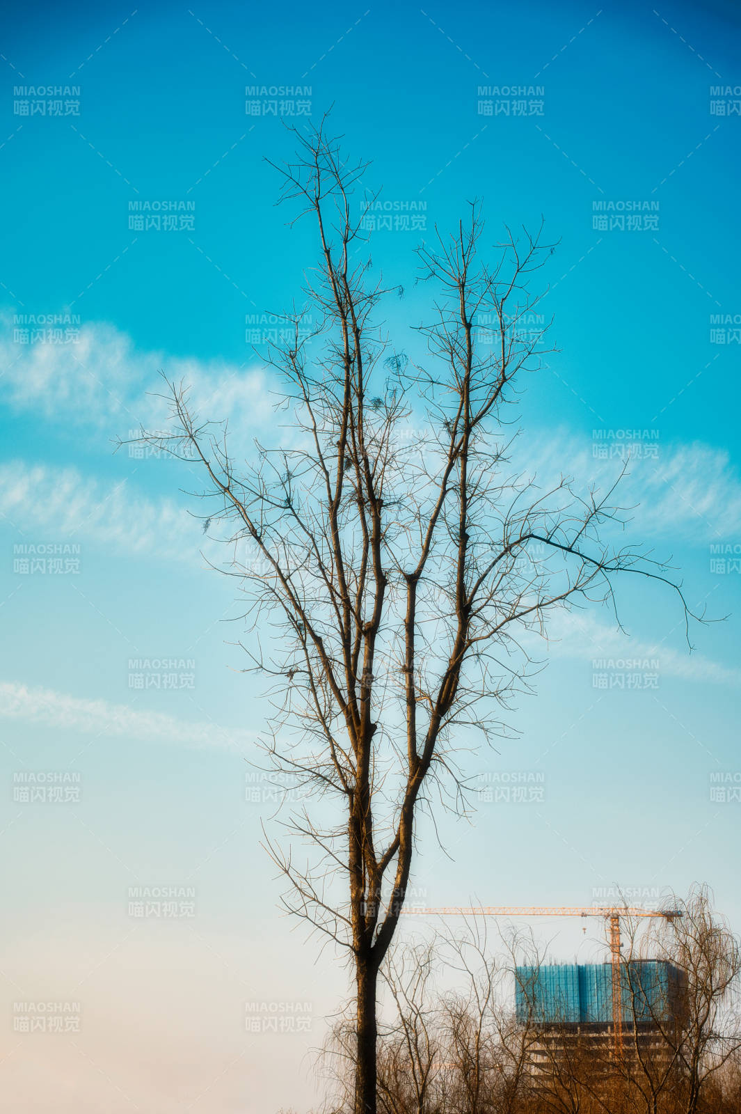 枯树映蓝天图片