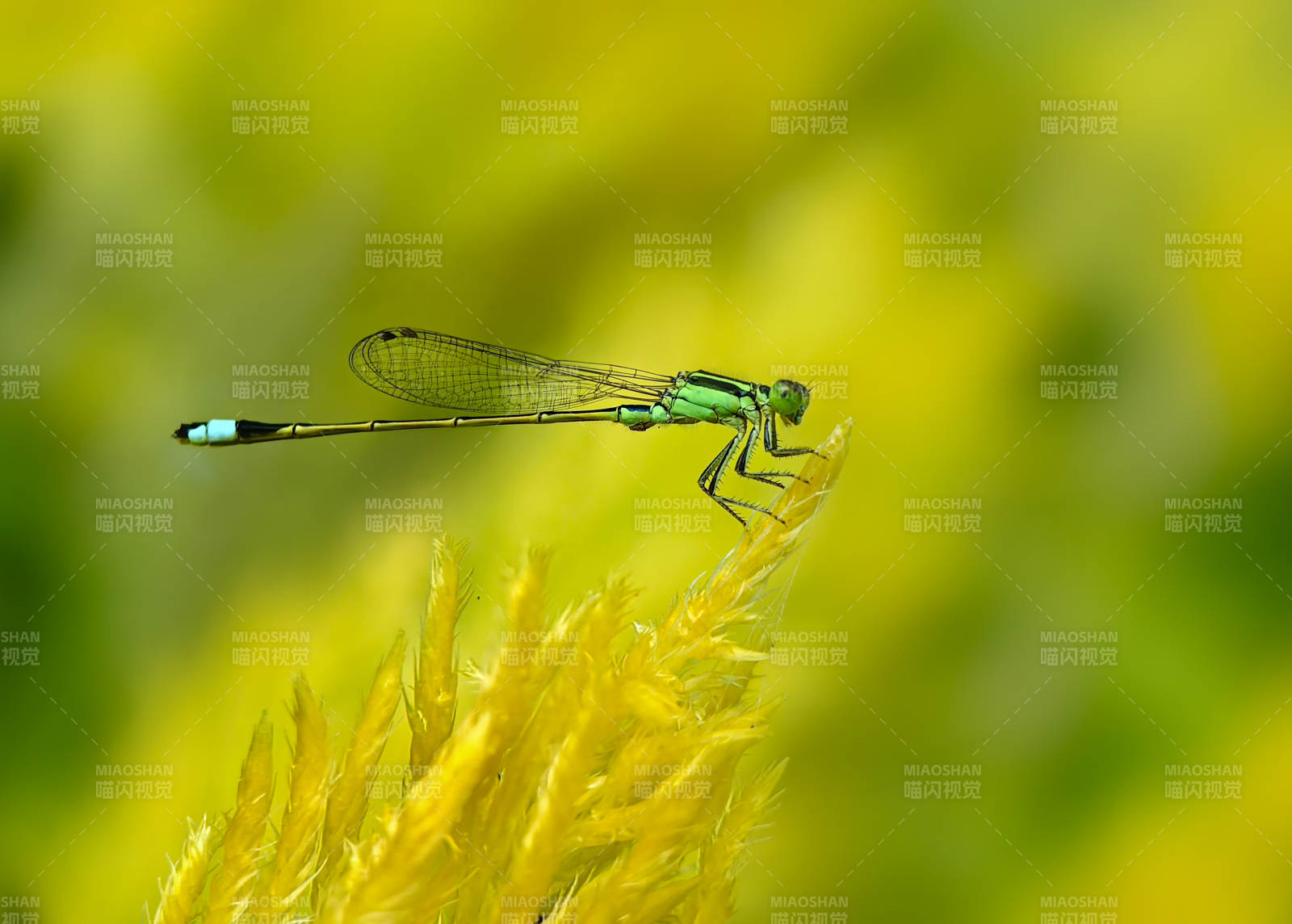 绿蜻蜓栖花尖图片