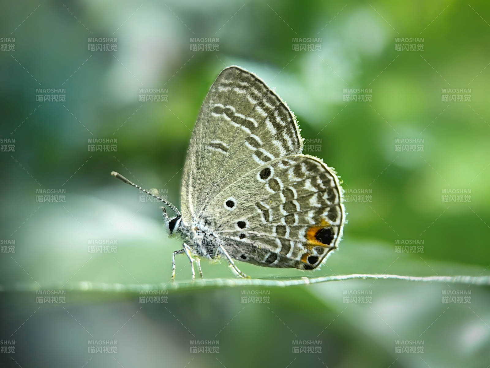 蓝灰蝶栖息叶上图片