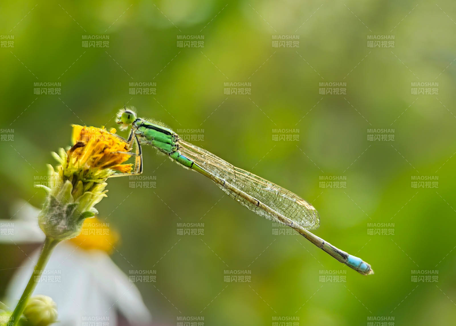 蜻蜓栖花 绿意盎然图片