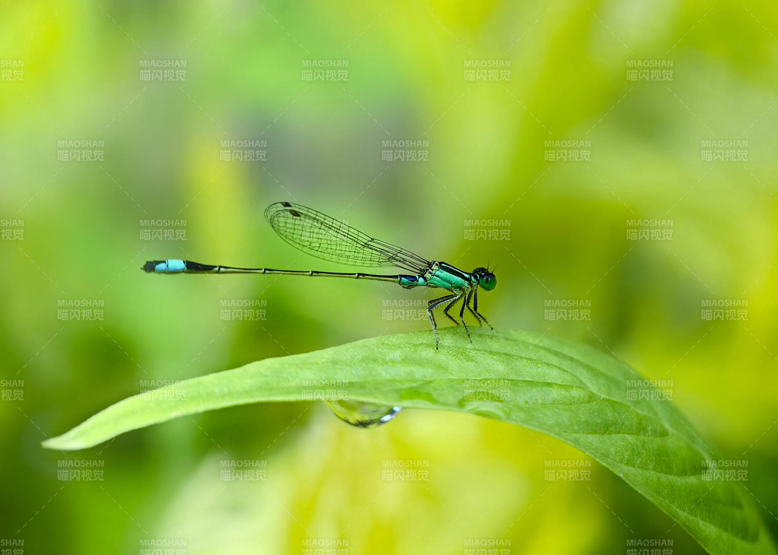 翠色蜻蜓栖叶尖图片