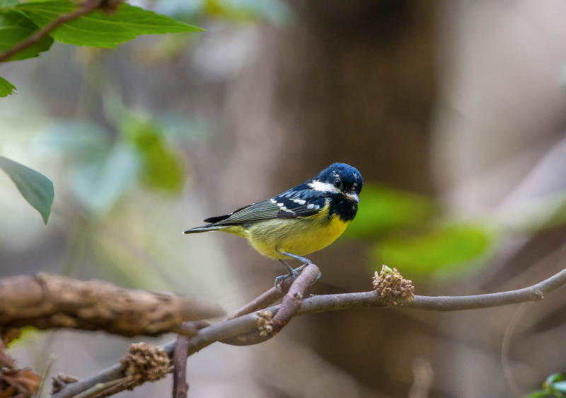 黄腹山雀栖息枝头图片