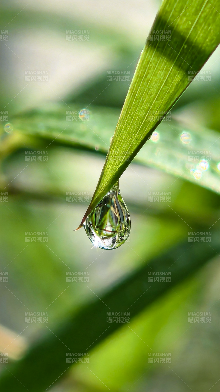 露珠悬叶尖图片