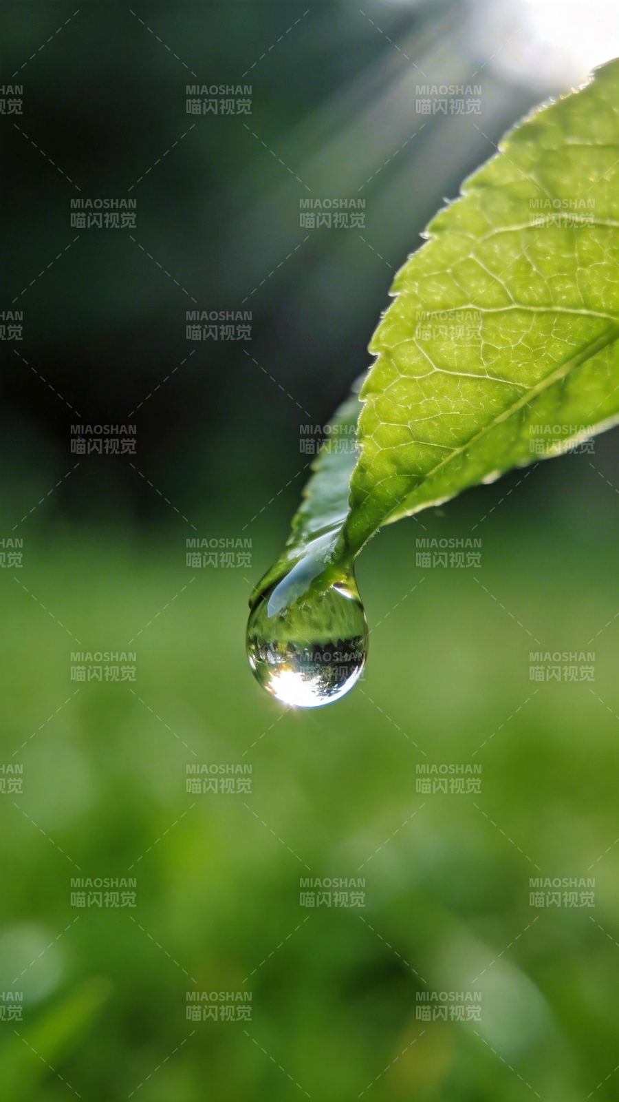 叶尖露珠晶莹图片