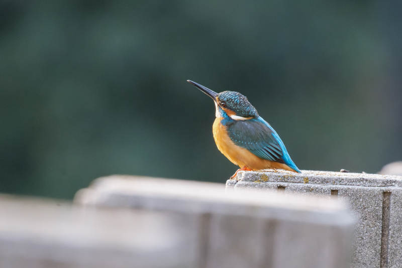 翠鸟栖息石栏图片