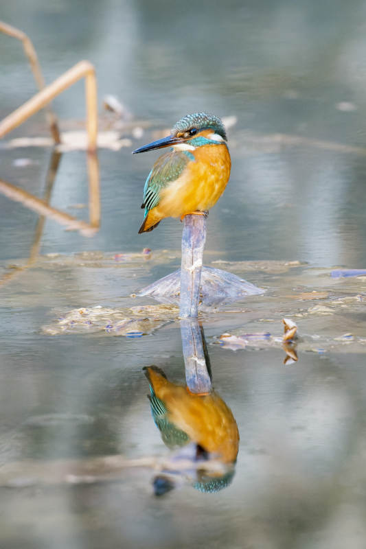 翠鸟静立水边图片