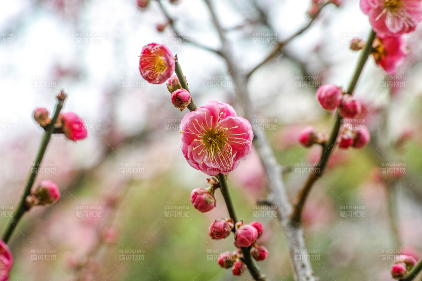 梅花绽放枝头图片