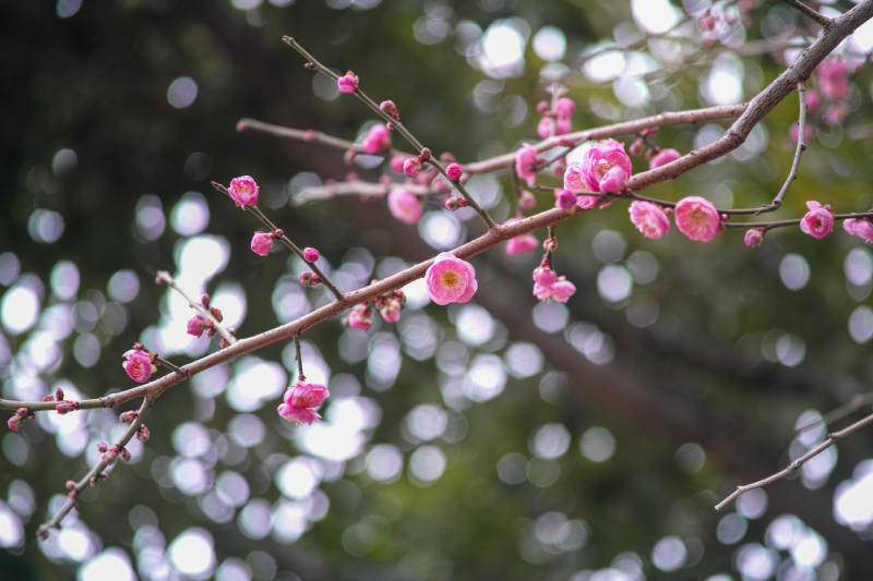 梅花绽放枝头图片