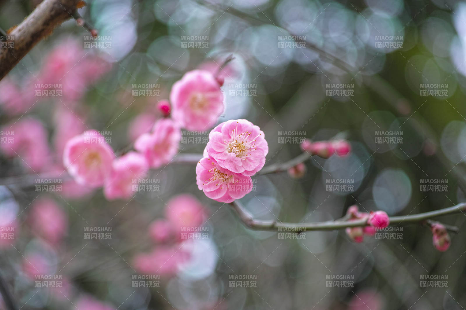 梅花绽放枝头图片