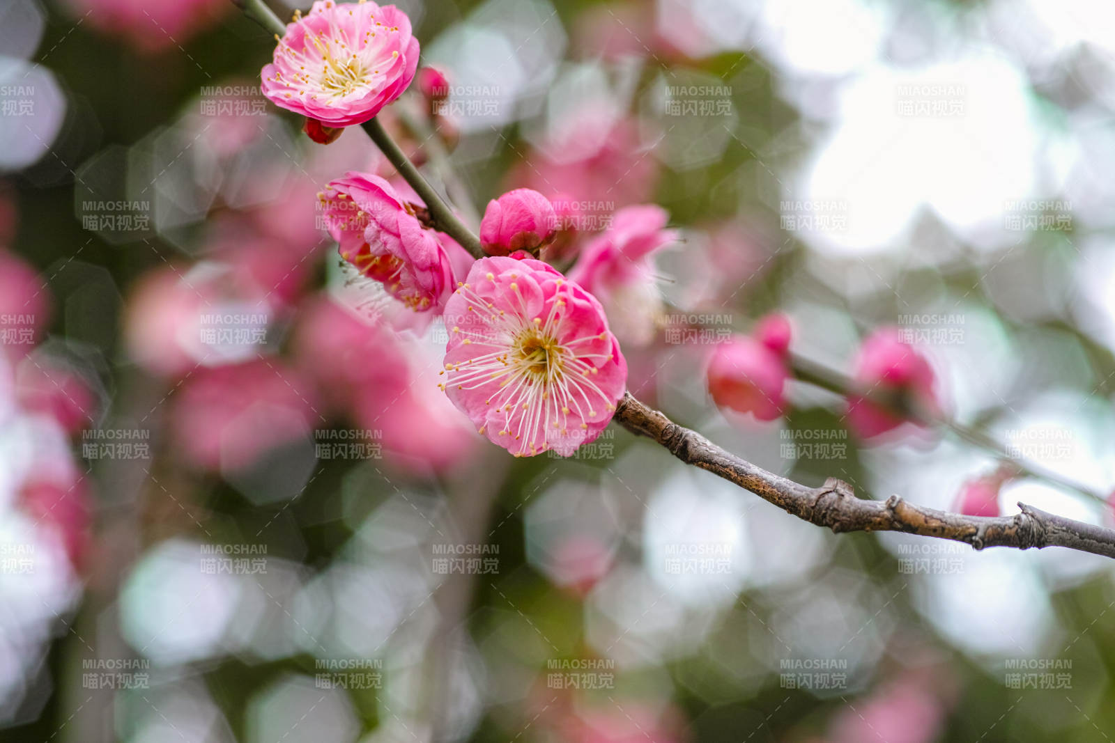 梅花绽放枝头图片