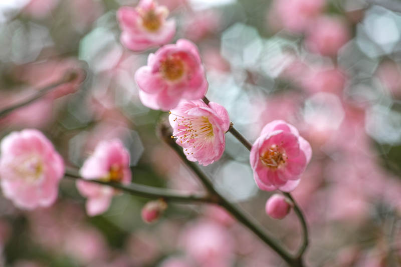 梅花绽放春意浓图片