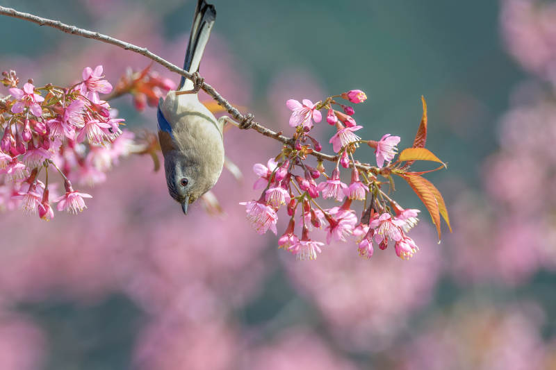 樱花枝头蓝翅希鹛图片