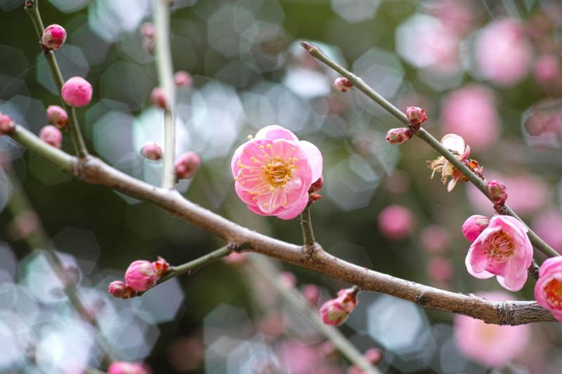 梅花绽放枝头图片