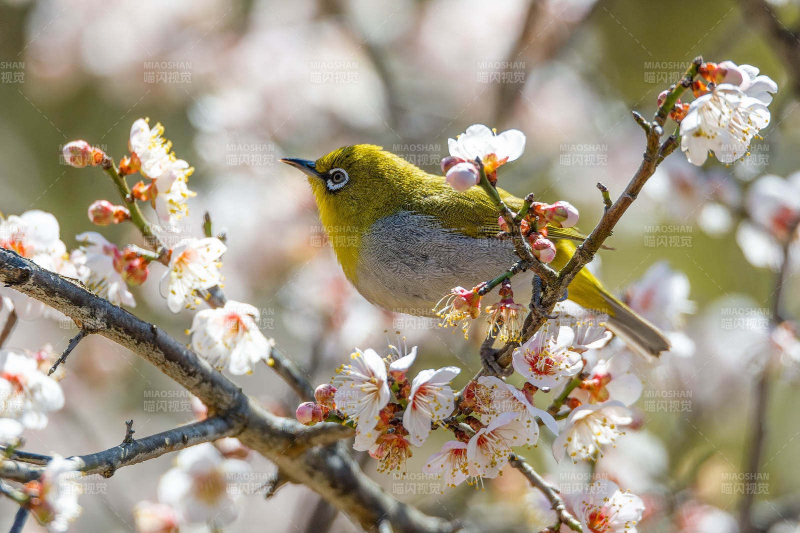樱花枝头绣眼鸟图片
