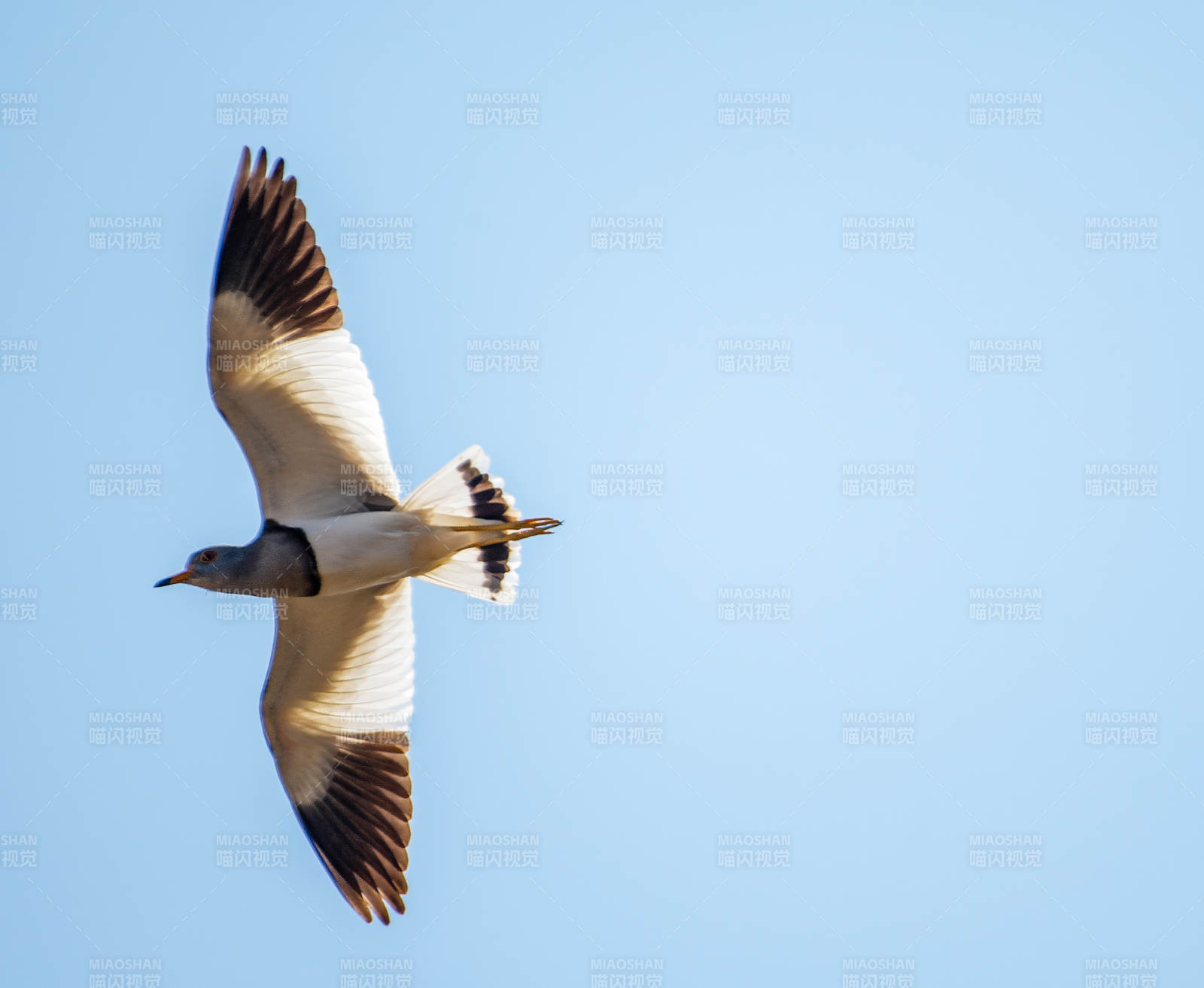 飞翔的灰头麦鸡图片