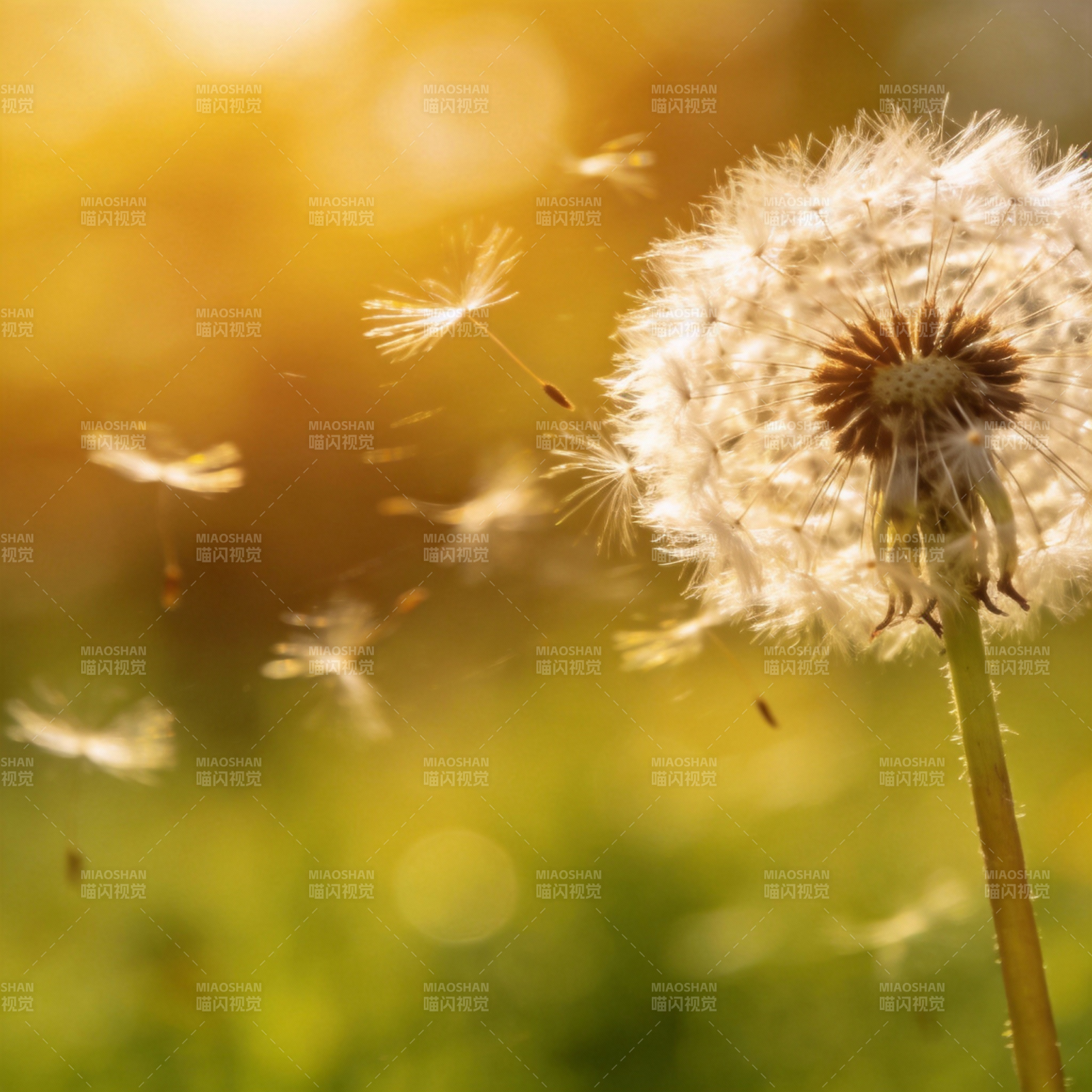 蒲公英随风飘散图片