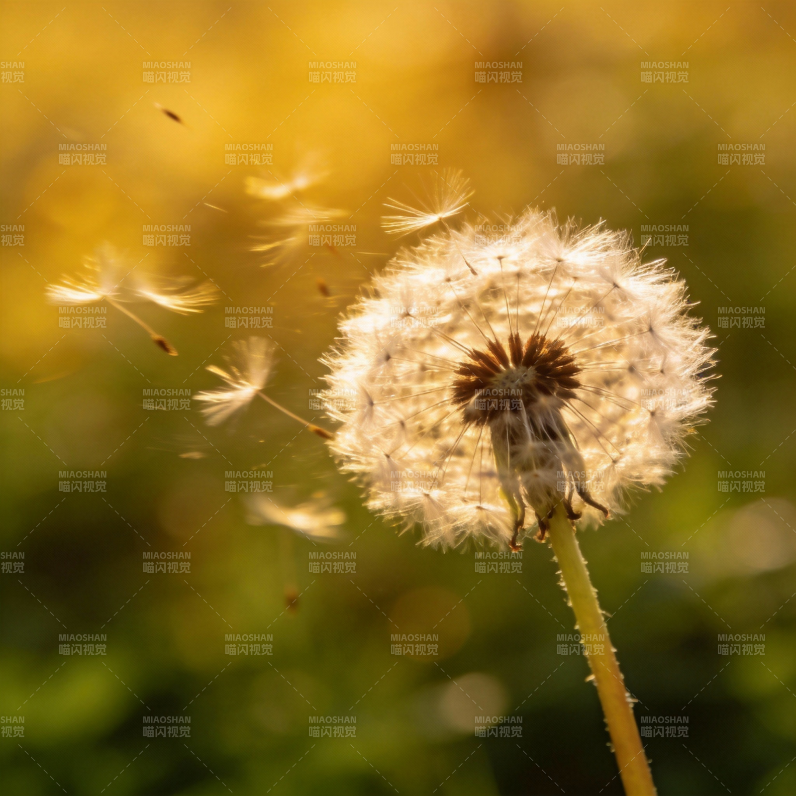 蒲公英随风飘散图片
